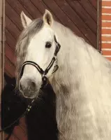 Laklederen halster met strass steen