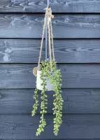 Kunstplant in hangpot - 40x9cm - bolletjesplant - touw hanger - macramé