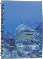 Haaien schrift 3D 21cm