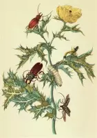 Wenskaarten set - 12 ansichtkaarten van werk van Maria Sybilla Merian- serie 1. Kaarten met bloemen en planten en insecten waaronder vlinders en rupsen