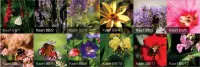 12 kaartjes over bloemetjes en bijtjes