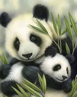 Panda Beren Schilderen op Nummer Volwassenen & Kinderen met Frame – Paint By Number met Canvas Schildersdoek 40x50 & Acrylverf