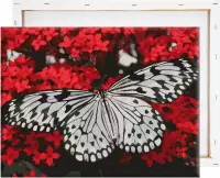 Schilderen Op Nummer Volwassenen DIY Paint By Number Compleet Hobby Pakket op Frame met Vernis - ®Arty Bee - Zwart & Wit Vlinder 50x40cm