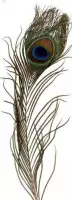 Pauwen Veren - 25-30cm - 10 Stuks