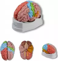 Het menselijk lichaam - anatomie model hersenen, regionaal en functioneel, 5-delig