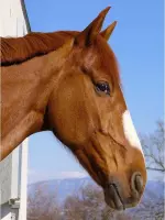 Diamond painting - Bruin paard met blauwe lucht - 40x30cm