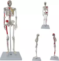 Skelet (met origo / insertie van spieren, 85 cm)