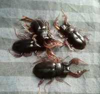 Fop Kakkerlakken 5 stuks