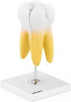 physa Molair model - tweewortel molair - 2 st.