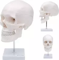 Het menselijk lichaam - anatomie model schedel op standaard (3-delig)