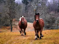Paarden in de Natuur - Lastige Puzzel 500 Stukjes | Dieren - Paard - Natuur