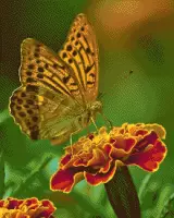 MyHobby Borduurpakket – Gele vlinder op bloem 40×50 cm - Aida stof 5,5 kruisjes/cm (14 count)