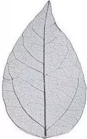 Skeleton leaves , blauw, l: 6-8 cm, 20stuks