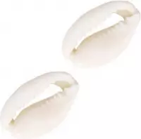 Kauri schelp kraaltjes -10 stuks - naturel white