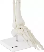 Physa Anatomisch model skeletvoet