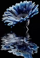 Diamond painting de luxe 40x50cm - Gerbera blauw