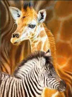 Diamond Painting - Baby Giraffe en Zebra (XL Afmeting, Canvas 47X57cm , Afbeelding 40X50cm) Diamant Schilderen Hobby - Pixelen Pixelpakket Diamond painting volwassenen, volledig pa