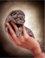 Diamond painting de luxe 30x40 cm - Kitten in hand