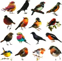 Stickers - Vogels - Bullit journal - Scrapbook - Hobby