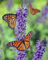 MyHobby Borduurpakket – Oranje vlinders 40×50 cm - Aida stof 5,5 kruisjes/cm (14 count)