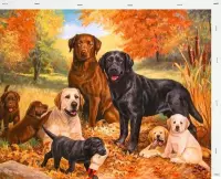 Schilderen op Nummer Hond Puppy 40x50 met Frame Volwassenen & Kinderen - Kleuren op Nummer - Paint by Number - Hobbypainting.nl®