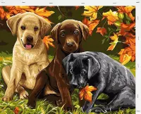 Schilderen op Nummer Hond Puppies  40x50 met Frame Volwassenen Kinderen - Kleuren op Nummer - Paint by Number - Hobbypainting.nl®