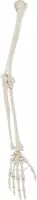 Skelet arm met hand - Erler Zimmer | Anatomie model