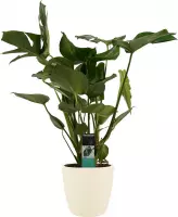 Monstera Deliciosa - Elho brussels soap ↨ 70cm - hoge kwaliteit planten
