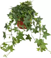 Hedera 'Pittsburgh' - Klimop - ↑25-30 cm - Ø13 cm