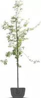 Eik | Quercus Robur | Stamomtrek: 12-14 cm