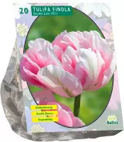 Plantenwinkel Tulipa Dubbel Laat Finola tulpen bloembollen per 20 stuks