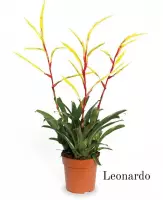 Bromelia Leonardo | 12cm