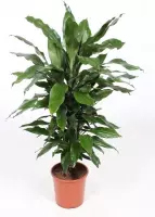 Kamerplant - Dracaena Janet Lind - Ø 21cm,  ↑ 100cm - vertakt