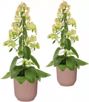 Hellogreen Kamerplant - Set van 2 - Magic Bells Kalanchoë - 65 cm - in ELHO Vibes Fold sierpot (delicaat roze)