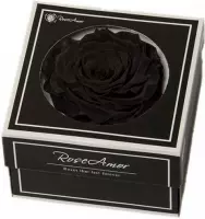 Zwarte rozen kop XXL geconserveerd in cadeaubox