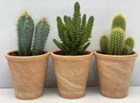 Cactus- Cactus palen mix 3 soorten-8.5 cmØ- marmeren pot- Opuntia Tuna- Pilocereus Azereus- Pilosocereus Chrysostele
