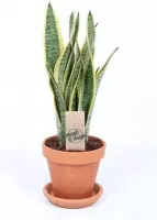 Mama's Planten - Sansevieria Laurentii Terracotta Met Schotel - Vers Van De Kweker - ↨ 50cm - ⌀ 16cm