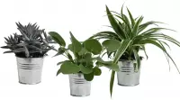 FloriaFor - Mini Green | Trio Eden Collection ® In Zomers Zink (natural) - - ↨ 15cm - ⌀ 10cm