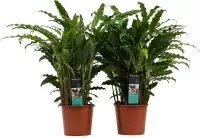 Duo Calathea Bluegrass ↨ 60cm - 2 stuks - hoge kwaliteit planten