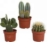 Cactus mix | 3 stuks | Ø 10,5 cm |  17-23 cm