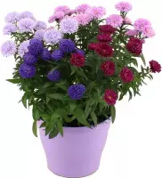 Bloem van Botanicly – Aster Showmaker Carnaval Quattro – Hoogte: 35 cm