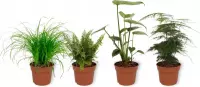 Set van 4 Kamerplanten - Asparagus Plumosus & Cyperus Zumula & Monstera Deliciosa & Nephrolepis Vitale - ± 25cm hoog - 12cm diameter