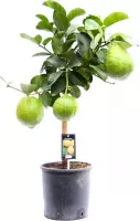 SIMPLYBLOOM.EU - Citrus Maxima op stam