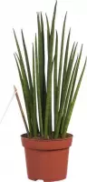 Hellogreen Kamerplant - Sanseveria Vrouwentong Mikado - ↕ 40 cm