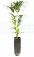 Vaas Tokio groen Ø38 + Howea fosteriana