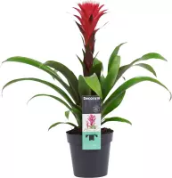 Bloem van Botanicly – Guzmania – Hoogte: 45 cm – Guzmania Hope Rood