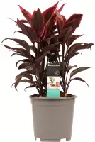 Hellogreen Kamerplant - Cordyline Mambo toef - 60 cm