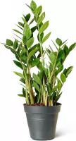 ZZ Plant (Zamioculcas) Kamerplant - Medium - Hoogte 65cm - Potmaat 14cm - Plantery