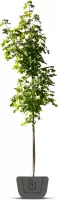 Veldsdoorn | Acer campestre Huibers Elegant | Stamomtrek: 12-14 cm