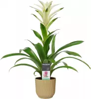 Bloem van Botanicly – Guzmania in beige ELHO plastic pot als set – Hoogte: 60 cm – Guzmania Mara